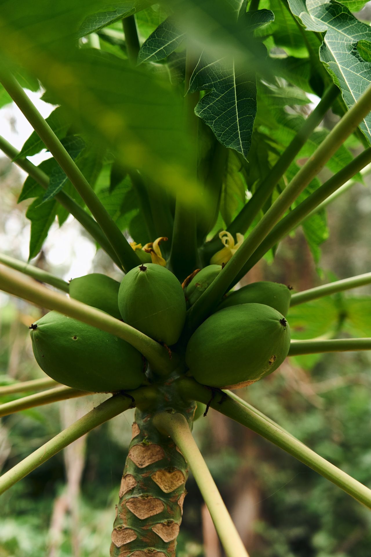 Papayas creciendo en el huerto